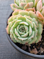 *GLGhybrid(2-22) Echeveria Elegans 'Alba' hybrid 白月影杂