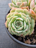 *GLGhybrid(2-22) Echeveria Elegans 'Alba' hybrid 白月影杂
