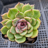 *GLGhybrid(1-461) Echeveria 'Bloody Maria' hybrid 血玛杂
