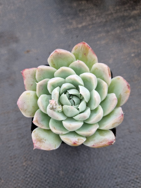 Echeveria 'Cream Rose' 奶油玫瑰