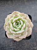 Echeveria Sarang 爱神