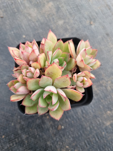 *GLGhybrid(1-399) Echeveria Ballsii hybrid 灰姑娘杂