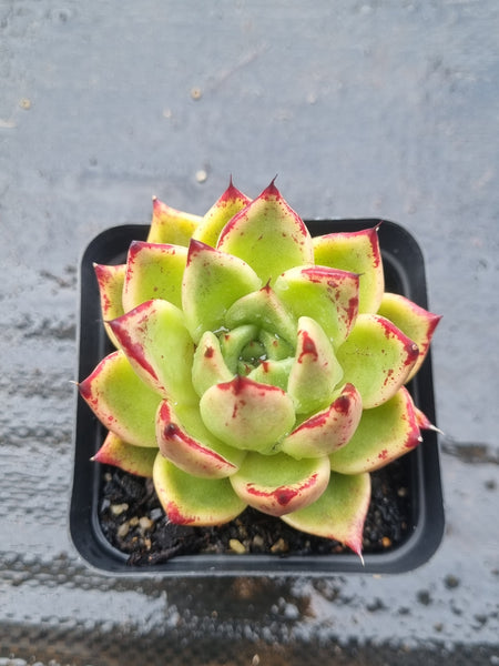 *GLGhybrid(1-1495) Echeveria cuspidata var. Zaragozae hybrid 黑爪杂