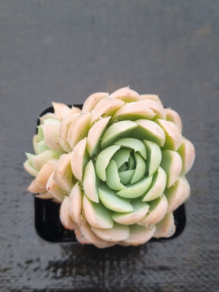 *GLGhybrid(1-1474) Echeveria Raspberry ice hybrid 冰莓杂