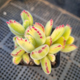 Cotelydon Tomentosa variegated - white form 白熊