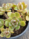 *GLGhybrid(2-265)  Echeveria Cat's Eye hybrid 猫眼石杂