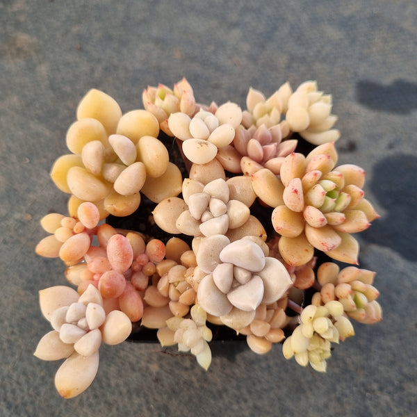 *GLGhybrid(1-1663) Assorted Succulents