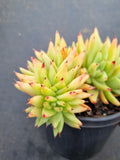 11cm pot Echeveria agavoides Corderoyi f. cristata 虎鲸11cm盆