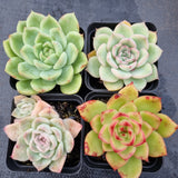 *GLGhybrid(1-506) Special hybrid pack of 4