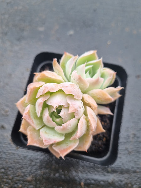 *GLGhybrid(1-1446) Echeveria shaviana hime hybrid 沙维娜杂