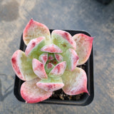 Echeveria Colorata 卡罗拉