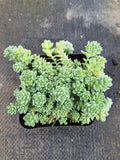 Sedum Dasyphyllum 'Major' 璇叶姬星美人
