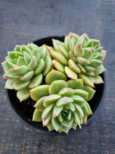 *GLGhybrid(2-337) Echeveria Agavoides hybrid 冬云杂