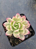 Echeveria Minibelle Variegated 小叮当锦