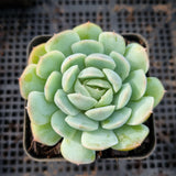 Echeveria Japanese Raspberry Ice 日本冰莓