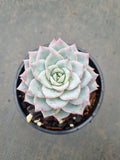 Echeveria Blue Bird 粉蓝鸟