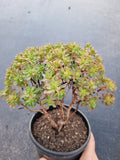 *GLGhybrid(2-33) Aeonium Sedifolium x Spathulatum hybrid 小人祭杂