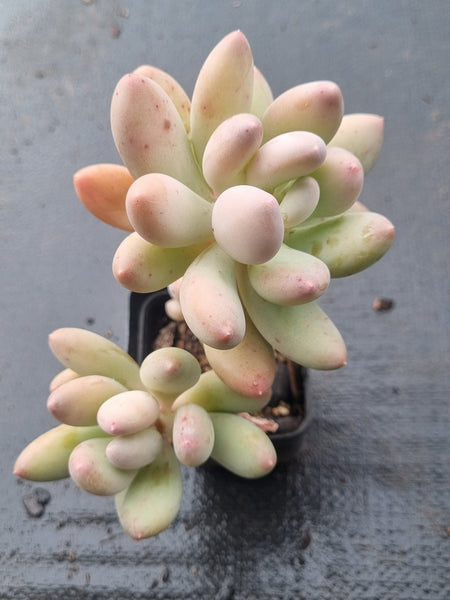 *GLGhybrid(1-1481)  Pachyphytum hybrid  奶酪杂