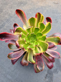 11cm pot Aeonium 'Superbang' 欧嘉莉11cm盆