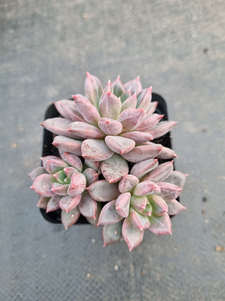 *GLGhybrid(1-972) Pachyphytum compactum hybrid 千代田之松杂