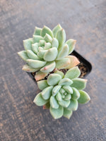 *GLGhybrid(1-717) Graptopetalum Mendozae hybrid 丸姬杂