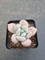 *GLGhybrid(1-1102) Pachyveria Elaine hybrid (small)香水杂