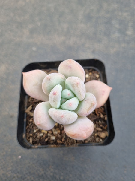 *GLGhybrid(1-1102) Pachyveria Elaine hybrid (small)香水杂