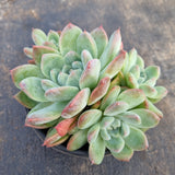 11cm pot Echeveria 'Alba Beauty' 阿尔巴佳人11cm盆