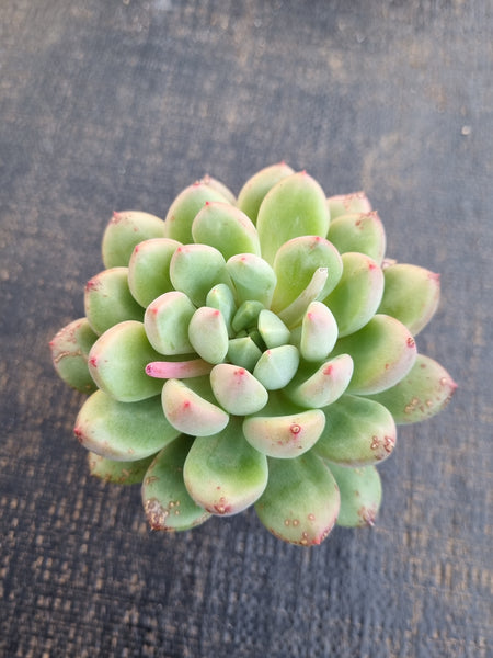 *GLGhybrid(1-1250) Pachyveria Elain hybrid 香水杂
