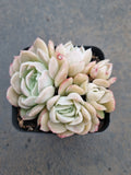 *GLGhybrid(1-775) Echeveria Mexican Snowball hybrid 墨西哥雪球杂