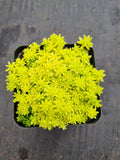 Sedum 'Tokyo Sun' 黄金万年草