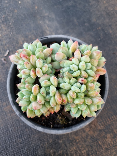 *GLGhybrid(2-320) Pachyveria Elaine × Sedeveria Blue Elf 香水精灵