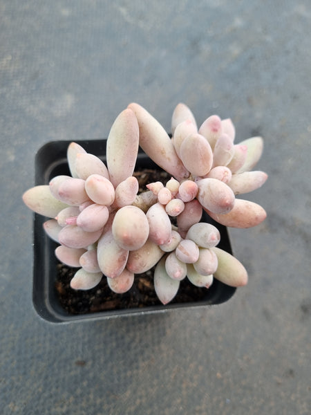 *GLGhybrid(1-1065) Pachyphytum Baby Finger hybrid 婴儿手指杂