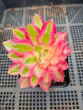 Aeonium Pink Witch 粉女巫