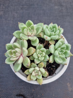 *GLGhybrid(2-314) Echeveria Arze bybrid 璀璨杂