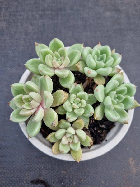 *GLGhybrid(2-314) Echeveria Arze bybrid 璀璨杂