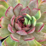 *GLGhybrid(2-391) Echeveria Nightfall hybrid
