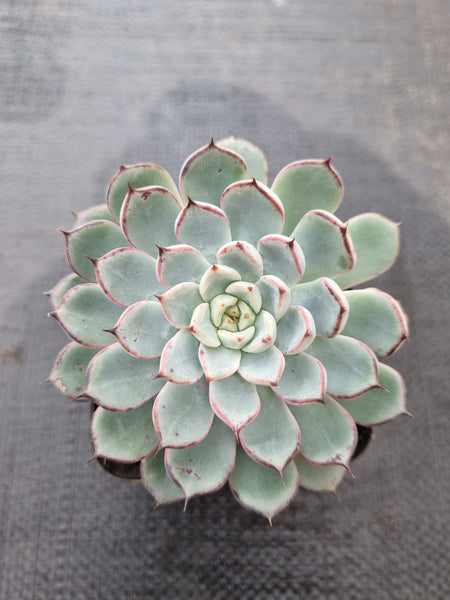 *GLGhybrid(1-380) Echeveria cuspidata var. Zaragozae hybrid 黑爪杂
