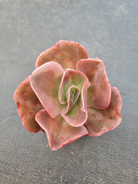 *GLGhybrid(1-1421) Echeveria hybrid