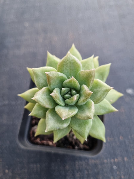 *GLGhybrid(1-843) Echeveria Arze hybrid 璀璨杂