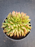 *GLGhybrid(2-336) Echeveria Agavoides hybrid crested 东云杂缀化