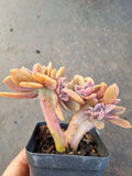 Graptoveria Fred Ives crested 紫鹤缀化