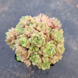 Haworthia no ID