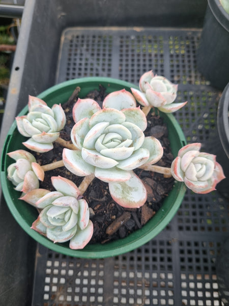 *GLGhybrid(2-20) Echeveria Mexican Snowball hybrid 墨西哥雪球杂