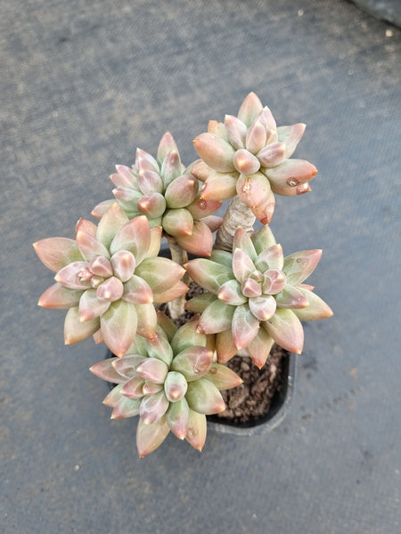 Pachyphytum compactum 千代田之松