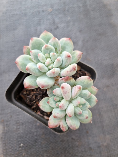 *GLGhybrid(1-394) Pachyveria Elaine × Sedeveria Blue Elf 香水精灵