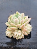 *GLGhybrid(1-1523) Echeveria Elegans 'Alba' hybrid 白月影杂