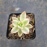 Sedeveria Pat's Pink variegated 布丁锦