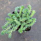 Sedum Dasyphyllum 'Major' 璇叶姬星美人