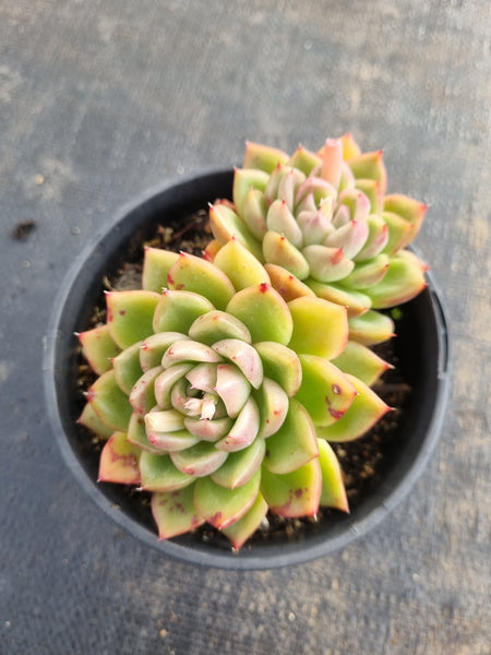 *GLGhybrid (2-158)  Echeveria Gilva hybrids 玉杯东云杂